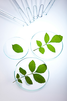 포토 JPG 해외이미지 식물 잎 실내 실험 사람없음 화학 실험실 시험관 흰배경 화학실험 샬레 해외202004 해외포토 과학 백그라운드 실험기구 내부 흰색 파일형식 이미지허브