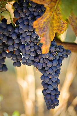 포토 JPG 해외이미지 식물 라이프스타일 계절 열매 음료 음식 백그라운드 잎 농업 과일 자연 포도 건강 사람없음 장식 빨간색 초록색 파란색 농장 와인 정원 보라색 수확 성장 흰색 시골 신선 화려 맛 다발 질감 포도밭 장면 포도나무 내추럴 고립 밭일 양조장 해외202004 해외포토 산업 컬러 컨셉 밭 주류 생활 과일나무 생태계 파일형식 이미지허브