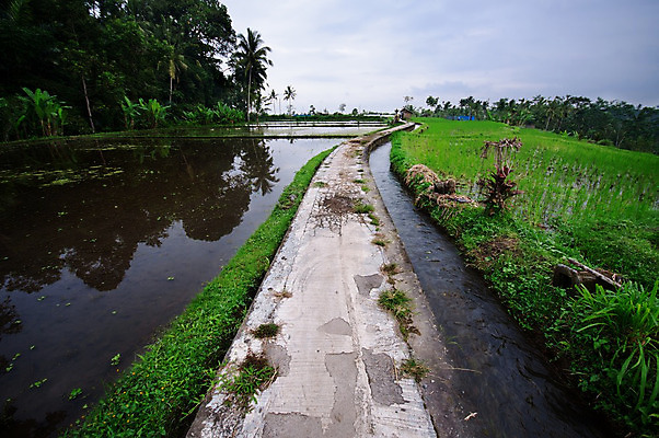 포토 JPG 해외이미지 식물 전통 계절 아시아 문화 선 음식 여행 백그라운드 패턴 농업 자연 밥 씨앗 동양인 풍경 사람없음 야외 초록색 물 농작물 농장 농경지 수확 성장 시골 낟알 시리얼 언덕 유기농 발리 인도네시아 단계 논밭 밭일 숙성 해외202004 해외포토 자연요소 웰빙 나라 산업 컬러 섬 무늬 밭 논 인종 생태계 파일형식 이미지허브