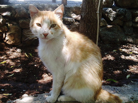 포토 JPG 해외이미지 털 사람없음 고양이 배고픔 해외202004 해외포토 포유류 반려동물 파일형식 이미지허브