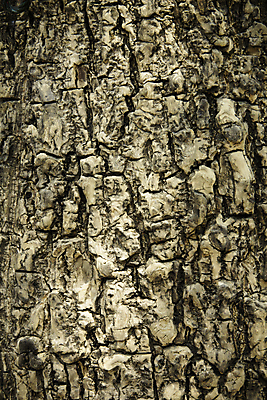 포토 JPG 해외이미지 나무 식물 자연 건조 사람없음 목재 세로 갈색 거친 질감 나무껍질 수목 유일 해외202004 해외포토 컬러 재료 껍질 생태계 파일형식 이미지허브