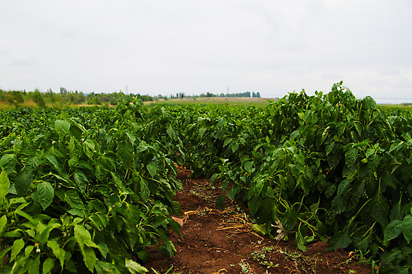 포토 JPG 해외이미지 식물 계절 음식 줄기 잎 농업 채소 건강 사람없음 초록색 정원 종 신선 향신료 날것 후추 숙성 채식주의자 해외202004 해외포토 산업 컬러 채식 향미료 파일형식 이미지허브