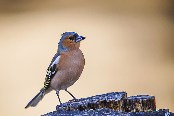 포토 JPG 해외이미지 동물 1 응시 시선 계절 유럽 야생동물 자연 조류 노르웨이 앉기 사람없음 야외 젖음 관찰 숲 4월 싱글 서식지 강렬 스칸디나비아 해외202004 해외포토 나라 모션 날짜 생태계 파일형식 이미지허브