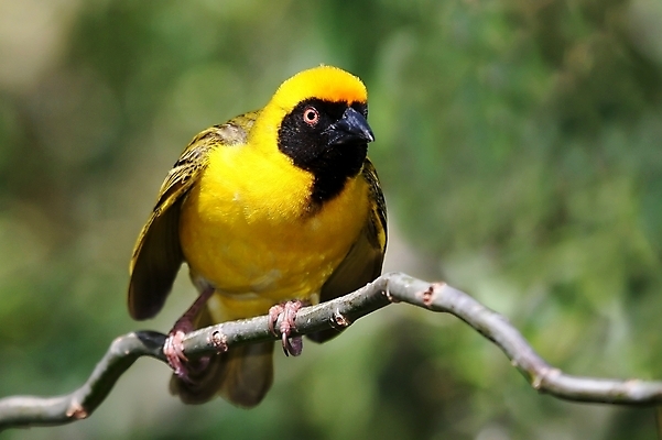 포토 JPG 해외이미지 동물 응시 남자 야생동물 날개 발 아프리카 자연 조류 가면 사람없음 초록색 노란색 검은색 나뭇가지 황무지 둥지 작음 깃털 부리 남쪽 계산서 동물상 발톱 해외202004 해외포토 나무 시선 나라 컬러 사람 신체부위 조형물 크기 방향 생태계 파일형식 이미지허브
