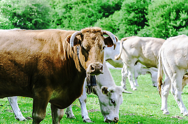 포토 JPG 해외이미지 동물 자연 사람없음 야외 여름 빛 컬러풀 햇빛 농장 갈색 환경 종 흰색 그룹 소 스페인 군중 저녁 숲 무료 해외202004 해외포토 계절 유럽 컬러 농업 포유류 사람 태양 야간 생태계 파일형식 이미지허브
