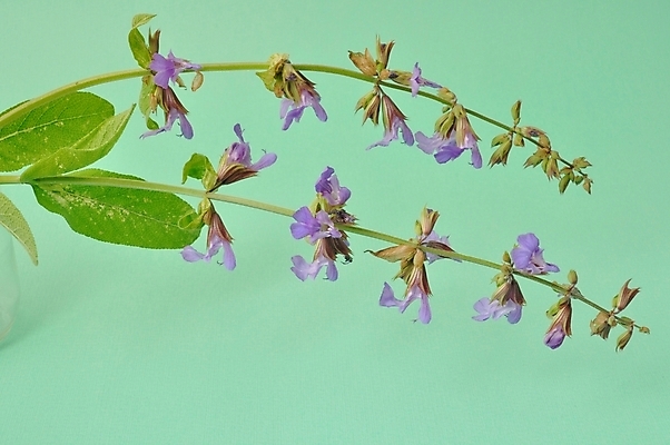 포토 JPG 해외이미지 꽃 건강 사람없음 약 건강관리 조미료 상품 세이지 해외202004 해외포토 식물 의학 관리 향미료 파일형식 이미지허브