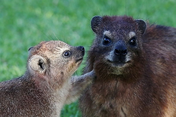 포토 JPG 해외이미지 나무 동물 포유류 아프리카 엄마 수염 털 대화 사람없음 갈색 머리 검은색 촉촉함 아기 토끼 얼룩 달콤 설치류 사파리 코 냄새 경보 동물상 해외202004 해외포토 식물 나라 컬러 가족 말하기 사람 신체부위 반려동물 조형물 젖음 맛 파일형식 이미지허브