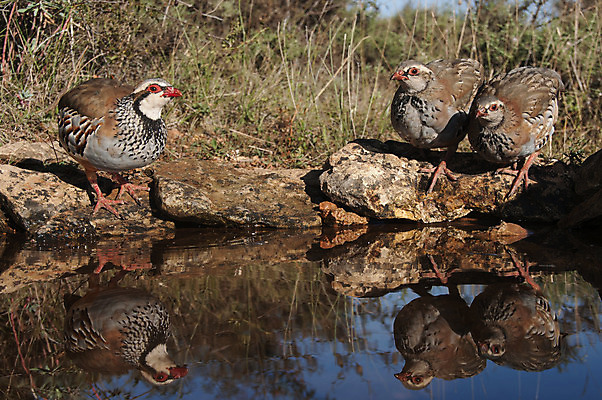 포토 JPG 해외이미지 동물 남자 유럽 야생동물 음식 밭 자연 조류 종류 사람없음 빨간색 농장 일몰 관찰 황무지 먹이 먹기 깃털 사냥 지역 서식지 꿩 동물상 땅바닥 수유 해외202004 해외포토 나라 컬러 농업 모션 바닥 사람 조형물 노을 생태계 파일형식 이미지허브