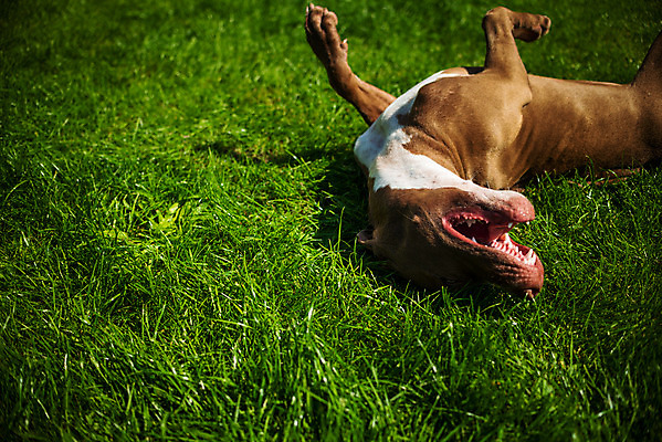 포토 JPG 해외이미지 동물 응시 공원 행복 백그라운드 포유류 놀이 생물 사람없음 야외 초록색 반려동물 달리기 갈색 머리 정원 검은색 힘 흰색 개 강아지 자르기 테리어 황소 노려봄 송곳니 개암나무 기르기 해외202004 해외포토 나무 시선 공공시설 감정 컬러 모션 표정 신체부위 소 치아 돌봄 파일형식 이미지허브