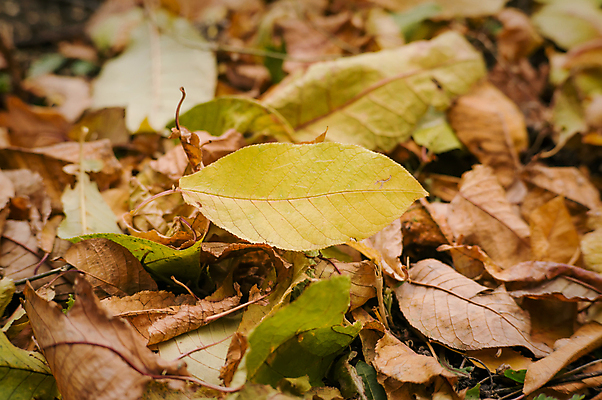 포토 JPG 해외이미지 나무 식물 디자인 계절 공원 지구 백그라운드 단풍 잎 패턴 오렌지 자연 추상 바닥 건조 풍경 사람없음 야외 장식 빨간색 초록색 빛 컬러풀 갈색 노란색 정원 보라색 카펫 가을 그룹 황금 숲 9월 11월 질감 10월 내추럴 거짓말 많음 해외202004 해외포토 공공시설 컬러 컨셉 무늬 과일 날짜 생태계 파일형식 이미지허브