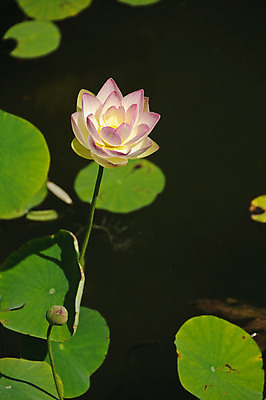 포토 JPG 해외이미지 식물 꽃잎 꽃 호수 줄기 분홍색 잎 꽃무늬 자연 사람없음 초록색 물 봄 벚꽃 흰색 개화 순수 내추럴 패드 해외202004 해외포토 자연요소 계절 컬러 컨셉 무늬 생태계 파일형식 이미지허브