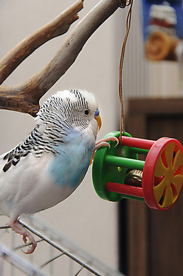 포토 JPG 해외이미지 동물 날개 자연 조류 병아리 사람없음 파란색 반려동물 작음 깃털 동료 부리 앵무새 강렬 동물상 이국적 해외202004 해외포토 컬러 관계 조형물 크기 생태계 파일형식 이미지허브