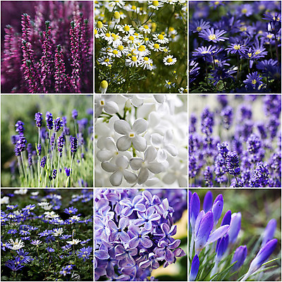 포토 JPG 해외이미지 식물 공원 꽃 자연 사람없음 초록색 여름 정원 일본 보라색 봄 가을 흰색 수집 데이지 모음 라벤더 라일락 아네모네 캐모마일 해외202004 해외포토 계절 공공시설 아시아 컬러 허브 생태계 파일형식 이미지허브