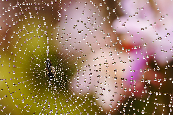 포토 JPG 해외이미지 모양 동물 실루엣 선 곤충 백그라운드 프레임 미술 사람없음 초록색 물 웹 신선 그물 떨어짐 숲 가득함 심볼 순수 사인 싱글 클립 거미 올가미 망사 복잡 어려움 엘리먼트 해외202004 해외포토 자연요소 컬러 컨셉 인터넷 문화예술 촬영기법 직물 파일형식 이미지허브