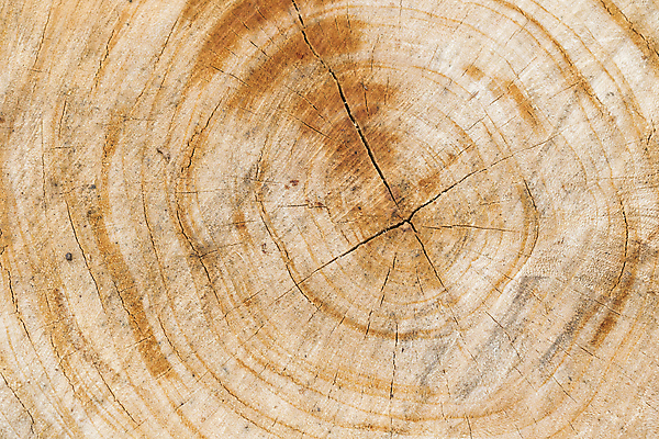 포토 JPG 해외이미지 나무 식물 디자인 외관 백그라운드 패턴 자연 벽지 탁자 표면 추상 프레임 미술 사람없음 목재 장식 갈색 우주 어둠 공백 수확 소나무 판넬 원형 널 질감 통나무 호두 내추럴 그런지 수목 옛날 진짜 현실 파케트 해외202004 해외포토 도형 컬러 가구 무늬 농업 재료 문화예술 견과류 생태계 파일형식 이미지허브