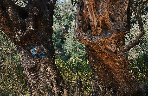 포토 JPG 해외이미지 나무 식물 유럽 섬 낙엽 사람없음 농작물 나뭇가지 지중해 그리스 올리브 매듭 나무껍질 그리스인 옛날 해외202004 해외포토 서양인 열매 나라 바다 잎 농업 껍질 파일형식 이미지허브
