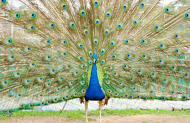 포토 JPG 해외이미지 동물 남자 야생동물 백그라운드 패턴 자연 조류 사람없음 가로 초록색 파란색 컬러풀 머리 활발 우아함 공작 전시회 깃털 꼬리 부리 목 보여주기 꿩 수탉 멀티 웅장함 터키석 해외202004 해외포토 컬러 컨셉 무늬 모션 사람 신체부위 전시 닭 보석 수컷 생태계 파일형식 이미지허브