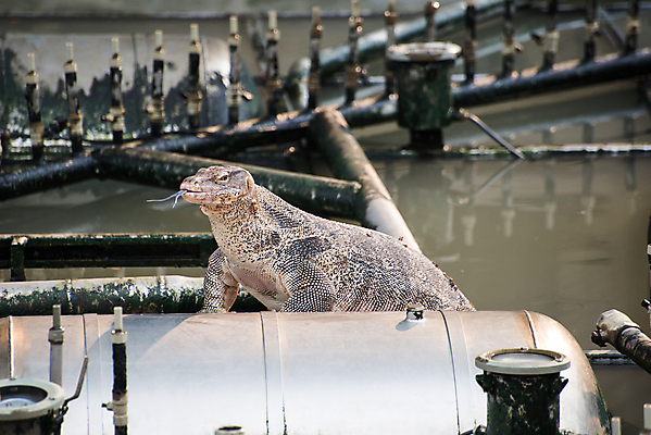 포토 JPG 해외이미지 동물 응시 백그라운드 파충류 자연 사람없음 야외 가로 물 머리 모니터 용 닫기 위험 큼 피부 도마뱀 육식동물 해외202004 해외포토 자연요소 시선 컨셉 모션 신체부위 컴퓨터 크기 생태계 파일형식 이미지허브
