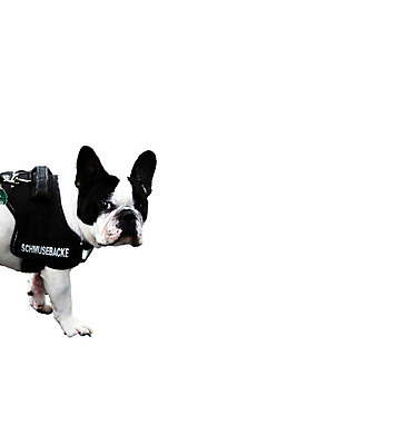 포토 JPG 해외이미지 친절 사람없음 반려동물 검은색 흰색 원형 개 달콤 해외202004 해외포토 도형 동물 컬러 포유류 맛 파일형식 이미지허브