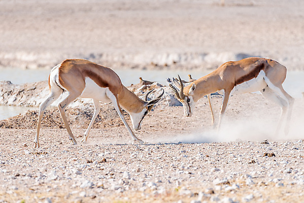 포토 JPG 해외이미지 동물 남자 야생동물 여행 포즈 겨울 포유류 아프리카 아침 초식동물 풍경 사람없음 햇빛 달러 맑음 시골 싸움 영양 나미비아 동물상 램 해외202004 해외포토 주간 계절 나라 돈 모션 날씨 사람 태양 조형물 남아프리카 파일형식 이미지허브