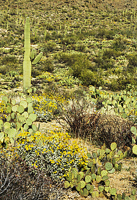 포토 JPG 해외이미지 꽃 모래 자연 선인장 경사 사람없음 초록색 갈색 노란색 봄 사막 땅 애리조나 내추럴 해외202004 해외포토 식물 계절 컬러 미국 생태계 파일형식 이미지허브