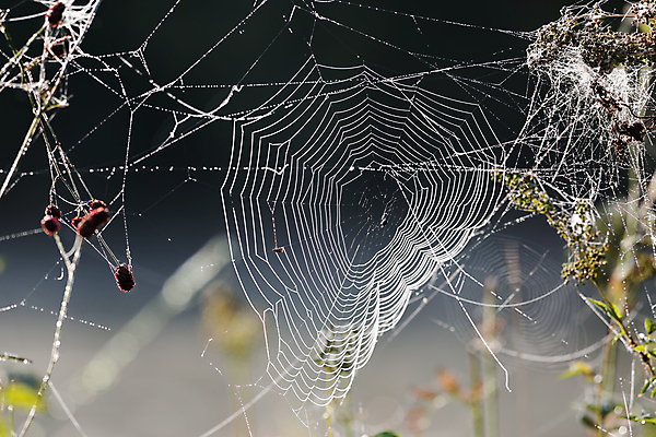 포토 JPG 해외이미지 백그라운드 자연 아침 사람없음 야외 초록색 물 여름 웹 젖음 가을 떨어짐 이슬 거미 올가미 해외202004 해외포토 주간 자연요소 계절 컬러 곤충 컨셉 인터넷 생태계 파일형식 이미지허브