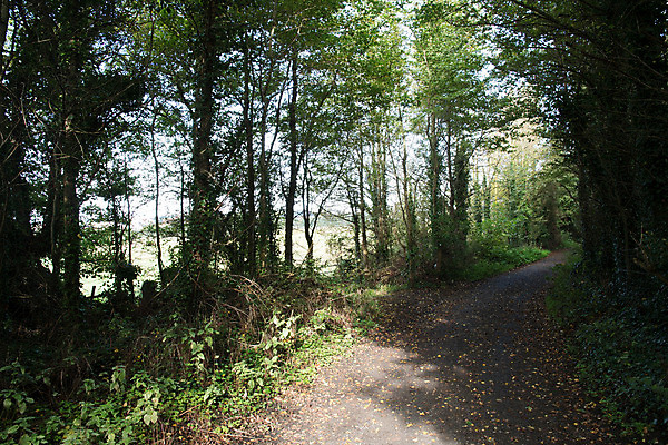 포토 JPG 해외이미지 나무 길 잎 건강 사람없음 운동 가을 시골 그리너리 해외202004 해외포토 식물 계절 파일형식 트랜드컬러 이미지허브