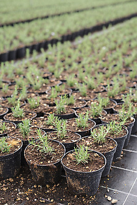 포토 JPG 해외이미지 식물 꽃 음식 잎 농업 채소 재료 자연 건강 요리 사람없음 초록색 세일 정원 나뭇가지 신선 양념 그룹 냄비 다발 허브 향신료 유기농 날것 아로마 향 로즈메리 매각 온실 많음 해외202004 해외포토 나무 웰빙 산업 컬러 컨셉 솥 생태계 향미료 파일형식 이미지허브