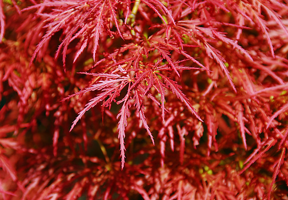 포토 JPG 해외이미지 나무 식물 단풍 잎 자연 불 사람없음 장식 일본 원예 해외202004 해외포토 자연요소 아시아 취미 생태계 파일형식 이미지허브