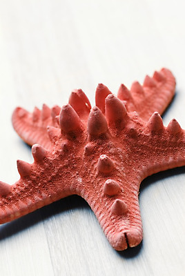 포토 JPG 해외이미지 바다 자연 표면 사람없음 목재 빨간색 내추럴 해외202004 해외포토 나무 컬러 재료 생태계 파일형식 이미지허브