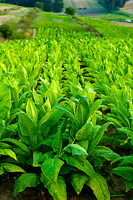 포토 JPG 해외이미지 식물 잎 밭 농업 자연 사람없음 초록색 농장 밭일 줄서기 해외202004 해외포토 산업 컬러 모션 생태계 파일형식 이미지허브