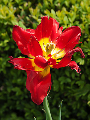 포토 JPG 해외이미지 식물 1 계절 꽃잎 꽃 백그라운드 잎 꽃무늬 자연 벽지 발렌타인데이 선물 사람없음 장식 빨간색 초록색 컬러풀 노란색 정원 화목 봄 성장 벚꽃 흰색 시골 신선 개화 우아함 묘사 원예 열정 장면 내추럴 해외202004 해외포토 감정 컬러 컨셉 무늬 데이이벤트 취미 생태계 파일형식 이미지허브