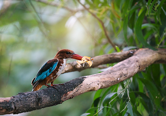 포토 JPG 해외이미지 동물 공원 야생동물 백그라운드 자연 탁자 조류 사람없음 빨간색 초록색 파란색 컬러풀 정원 놀람 흰색 나뭇가지 작음 큼 즐거움 속도 부리 물총새 수유 전국 해외202004 해외포토 나무 공공시설 감정 컬러 가구 표정 크기 생태계 파일형식 이미지허브