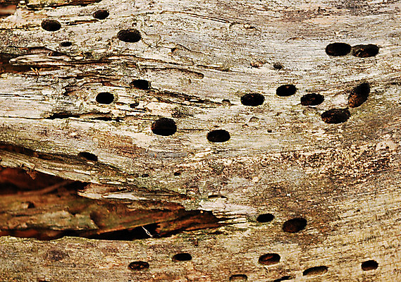 포토 JPG 해외이미지 나무 조각 곤충 백그라운드 자연 날씨 건조 사람없음 목재 갈색 환경 손상 시간 거친 황무지 중앙 널 고민 질감 통나무 나무껍질 섬유 잡동사니 낭비 골절 벌목 수목 썩음 옛날 합판 핵심 해외202004 해외포토 식물 동물 감정 컬러 컨셉 재료 의학 껍질 직물 생태계 파일형식 이미지허브