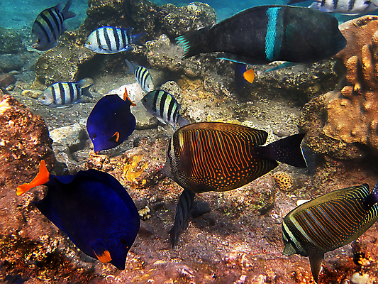 포토 JPG 해외이미지 바다 나비 아프리카 어류 취미 사람없음 고통 죽음 독약 가시 산호 다이빙 지느러미 암초 홍해 찌르기 이국적 해외202004 해외포토 감정 나라 곤충 모션 수영 수중동물 자포동물 수중스포츠 파일형식 이미지허브