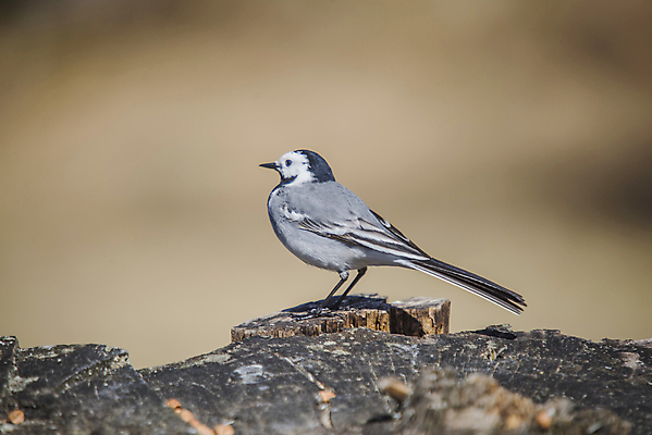 포토 JPG 해외이미지 동물 1 응시 유럽 야생동물 패턴 날개 자연 조류 노르웨이 사람없음 야외 검은색 봄 회색 흰색 작음 4월 수집 깃털 꼬리 부리 참새 동물상 스칸디나비아 생존 해외202004 해외포토 시선 계절 나라 컬러 무늬 조형물 날짜 크기 생태계 파일형식 이미지허브