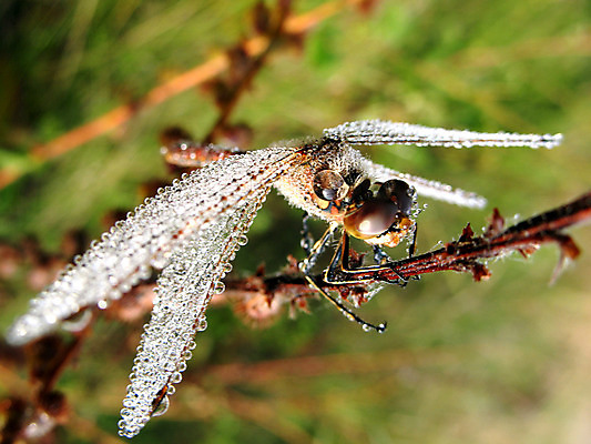 포토 JPG 해외이미지 동물 1 꽃 실루엣 야생동물 곤충 백그라운드 잎 날개 자연 아침 앉기 사람없음 야외 초록색 물 여름 파란색 태양 봄 새벽 젖음 가을 닫기 떨어짐 잠자리 이슬 속도 해외202004 해외포토 주간 자연요소 식물 계절 컬러 컨셉 모션 촬영기법 생태계 파일형식 이미지허브