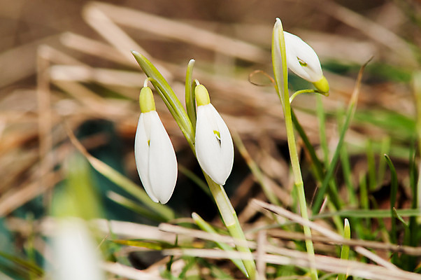 포토 JPG 해외이미지 식물 계절 꽃잎 꽃 잎 꽃무늬 밭 자연 따뜻함 텐트 사람없음 야외 목재 초록색 파란색 빛 햇빛 태양 새싹 정원 계곡 맑음 봄 벚꽃 종 흰색 신선 개울 숲 보석 내추럴 삼림지대 아네모네 취급주의 프리뮬러 헌병 해외202004 해외포토 자연요소 나무 컬러 무늬 농업 재료 날씨 캠핑도구 경고 강 군인 광석 생태계 파일형식 이미지허브