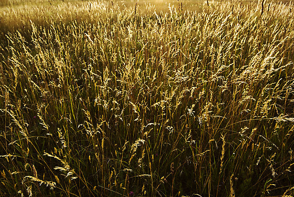 포토 JPG 해외이미지 식물 줄기 밭 자연 사람없음 여름 노란색 시골 개화 그룹 땅 꽃가루 밀짚 많음 해외202004 해외포토 계절 꽃 컬러 컨셉 농업 짚 가루 생태계 파일형식 이미지허브