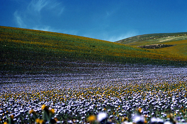 포토 JPG 해외이미지 식물 꽃 밭 자연 사람없음 미국 캘리포니아 해외202004 해외포토 북아메리카 농업 생태계 파일형식 이미지허브