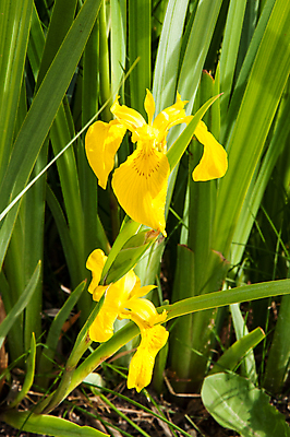 포토 JPG 해외이미지 식물 디자인 계절 꽃잎 꽃 줄기 꽃무늬 자연 추상 수염 사람없음 초록색 여름 컬러풀 노란색 침묵 봄 벚꽃 붓꽃 내추럴 해외202004 해외포토 컬러 무늬 소리 생태계 파일형식 이미지허브