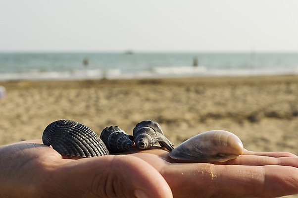 포토 JPG 해외이미지 동물 음식 모래 바다 여행 백그라운드 패턴 자연 휴가 해변 사람없음 장식 물 여름 컬러풀 갈색 초콜릿 검은색 어둠 이탈리아 껍질 심볼 질감 내추럴 해외202004 해외포토 자연요소 계절 유럽 컬러 무늬 디저트 생태계 파일형식 이미지허브