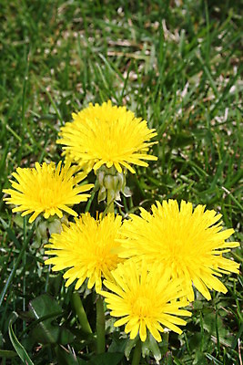포토 JPG 해외이미지 식물 계절 꽃 줄기 백그라운드 밭 자연 하늘 잔디 사람없음 초록색 여름 태양 노란색 정원 맑음 봄 들꽃 벚꽃 신선 개화 민들레 해외202004 해외포토 자연요소 컬러 농업 날씨 생태계 파일형식 이미지허브