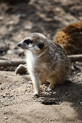 포토 JPG 해외이미지 동물 응시 얼굴 야생동물 포유류 자연 생물 서기 경비 사람없음 사막 황무지 위험 작음 예측 사파리 주둥이 경보 미어캣 칼라하리 해외202004 해외포토 시선 컨셉 모션 안전 신체부위 보호 크기 생태계 파일형식 이미지허브
