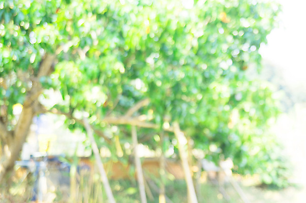 포토 JPG 해외이미지 나무 식물 디자인 계절 공원 길 여행 백그라운드 잎 패턴 자연 벽지 추상 사람없음 야외 목재 초록색 여름 빛 햇빛 태양 환경 정원 맑음 봄 산책 수확 신선 소프트포커스 숲 에코 질감 보케 부드러움 내추럴 광 블러 효과 해외202004 해외포토 자연요소 공공시설 컬러 무늬 농업 재료 날씨 휴식 촬영기법 감각 생태계 파일형식 이미지허브