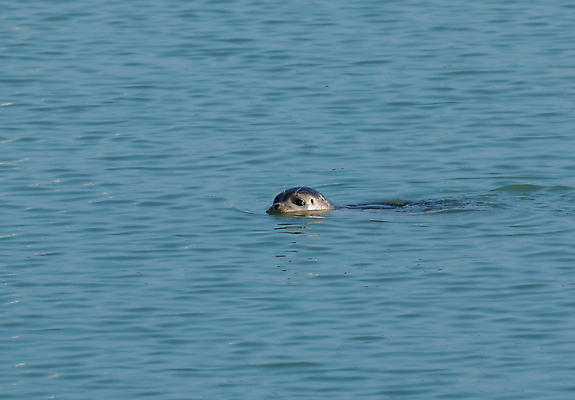 포토 JPG 해외이미지 동물 야생동물 바다 포유류 자연 영국 잉글랜드 수염 사람없음 수영 해외202004 해외포토 유럽 수상스포츠 생태계 파일형식 이미지허브