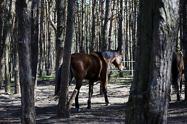 포토 JPG 해외이미지 동물 농업 사람없음 반려동물 달리기 농장 목장 시골 볏짚 꼬리 포니테일 챔피언 해외202004 해외포토 헤어스타일 산업 모션 짚 파일형식 이미지허브