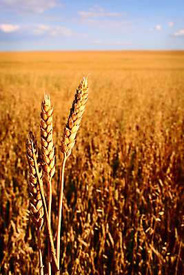 포토 JPG 해외이미지 식물 구름 음식 빵 줄기 밭 농업 하늘 건조 건강 옥수수 씨앗 사람없음 야외 여름 파란색 농작물 농장 농경지 노란색 맑음 수확 시골 못 황금 농부 낟알 시리얼 밀 알맹이 귀 가치 밀짚 내추럴 밭일 숙성 아그라 호밀 해외202004 해외포토 자연요소 직업 계절 산업 컬러 날씨 곡류 신체부위 공구 짚 파일형식 이미지허브