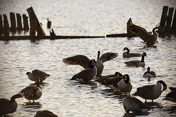 포토 JPG 해외이미지 동물 1 날개 조류 서기 사람없음 목재 물 강 수영 펼침 물방울 싱글 부리 거위 혼자 해외202004 해외포토 자연요소 나무 재료 모션 수상스포츠 파일형식 이미지허브