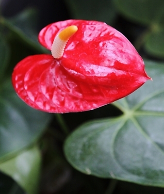 포토 JPG 해외이미지 식물 꽃 분홍색 백그라운드 잎 크리스마스 꽃무늬 자연 휴가 사람없음 장식 빨간색 초록색 정원 벚꽃 흰색 하트 신선 뜨거움 우아함 큼 플라밍고 질감 내추럴 이국적 해외202004 해외포토 모양 기념일 컬러 컨셉 무늬 조류 크기 생태계 파일형식 이미지허브